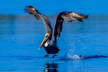 AM-B-11         Brown Pelican Taking Off, Sarasota, Florida