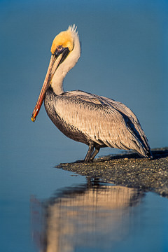 AM-B-14         White Pelican, Fort De Soto State Park, Florida