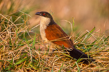 AF-B-01         Burchell's Coucal, Kruger NP, South Africa