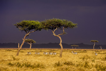 LE-AF-M-04         Burchell's Zebras Moving Into Pending Storm, Masai Mara National Reserve, Kenya 