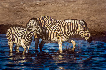 LE-AF-M-08         Burchell's Zebra With Young, Etosha National Park, Namibia