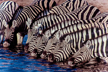 Burchell's Zebras drinking at a waterhole in Etosha National Park, Namibia