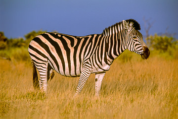 LE-AF-M-25         Burchell's Zebra, Moremi Game Reserve, Botswana