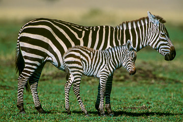 LE-AF-M-41         Burchell's Zebra With Foal, Masai Mara National Reserve, Kenya