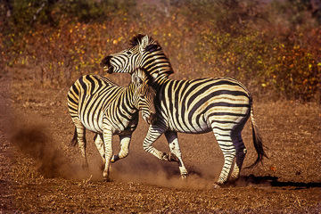 LE-AF-M-11         Burchell's Zebras Fighting, Kruger National Park, South Africa
