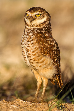 AM-B-03         Burrowing Owl, Cape Coral, Florida