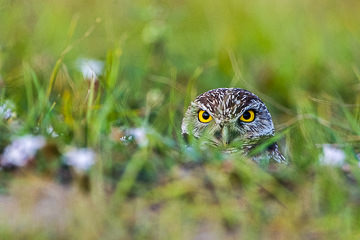LE-AM-B-11         Burrowing Owl, Cape Coral, Florida