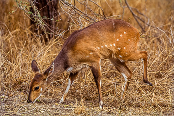 AF-M-03         Bushbuck Feeding, Kruger NP, South Africa