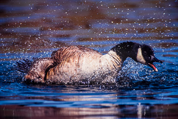 AM-B-01         Canada Goose Bathing, Edwin B. Forsythe NWR, New Jersey