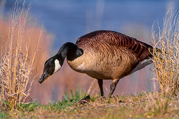 AM-B-04         Canada Goose Feeding, Edwin B. Forsythe NWR, New Jersey