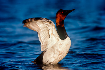 LE-AM-B-03         Male Canvasback Flopping Wings, Rockport, Texas