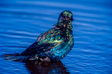 AF-B-02         Cape Glossy Starling Bathing, Kruger NP, South Africa