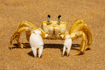 LE-BR-MIS-01         Caranguejo Amarelo, Beach On The Southeast Coast Of Bahia, Brazil