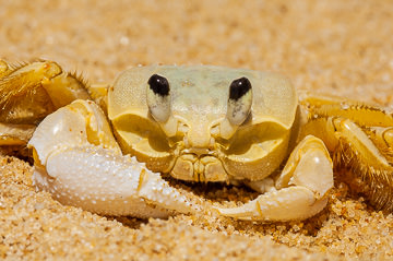 LE-BR-MIS-04         Close-UP Of A Caranguejo Amarelo, Beach On The Southeast Coast Of Bahia, Brazil