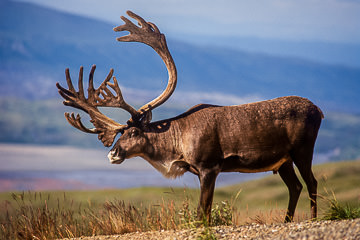 AM-M-05         Caribou Bull, Denali National Park, Alaska