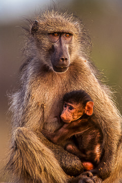 LE-AF-M-04         Chacma Baboon With Young, Kruger National Park, South Africa