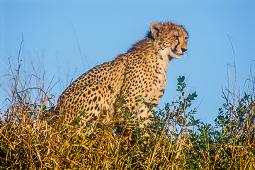 AF-M-09         Young Cheetah On Mound, Phinda Private Reserve, South Africa