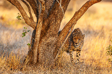 AF-M-101         Cheetah Hiding, Mala Mala  Private Reserve, South Africa