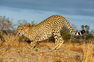 AF-M-122         Cheetah, Mala Mala Private Reserve, South Africa