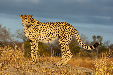 LE-AF-M-124         Cheetah On Top Of Mound, Mala Mala Private Game Reserve, South Africa