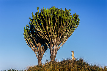 LE-AF-M-16         Cheetah By Candelabra Trees, Phinda Private Game Reserve, South Africa