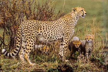 AF-M-06         Cheetah With Cubs, Masai Mara, Kenya