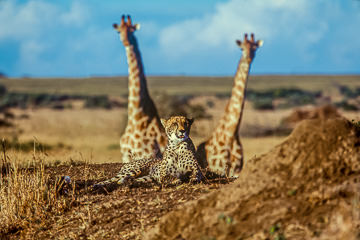 LE-AF-M-12         Nervous Giraffes Staring At Cheetah, Phinda Private Game Reserve, South Africa