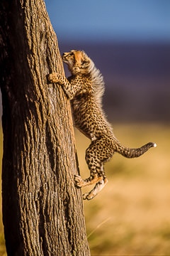 AF-M-02         Cheetah Cub Climbing Tree, Masai Mara, Kenya
