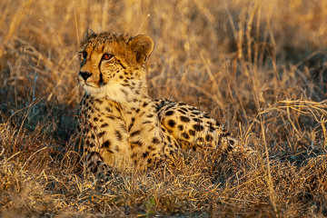 AF-M-111         Cheetah Relaxing, Phinda Private Reserve, South Africa