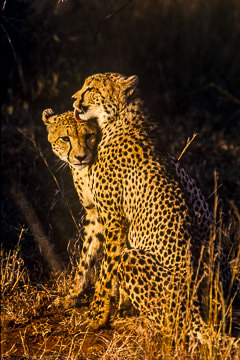 AF-M-03         Cheetahs Grooming, Londolozi Private Reserve, South Africa