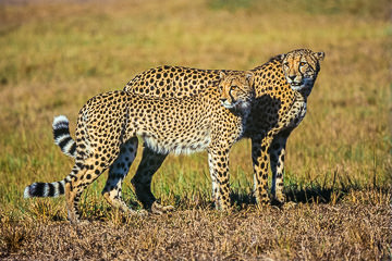 LE-AF-M-05         Cheetah Pair, Phinda Private Game Reserve, South Africa