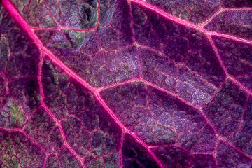 PFM-31         A Leaf's Colorful Veins, New Jersey