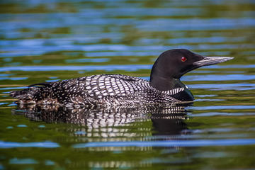 AM-B-01         Common Loon, Somes Pond, Somesville, Maine