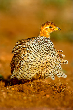 LE-AF-B-01         Coqui Francolin, Kruger National Park, South Africa