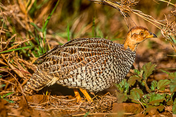 AF-B-03         Coqui Francolin, Kruger NP, South Africa