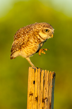 LE-BR-B-18         Coruja-Buraqueira Lifting Leg, Coastal Region Of Bahia, Brazil