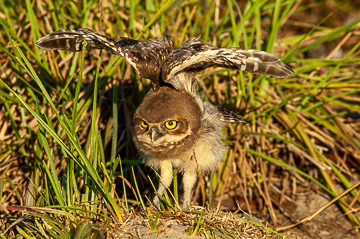 LE-BR-B-32         Coruja-Buraqueira Stretching Wings, Coastal Region Of Bahia, Brazil