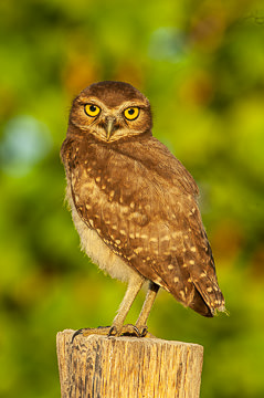 LE-BR-B-96         Coruja-Buraqueira, Coastal Region Of Bahia, Brazil