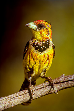 AF-B-03         Crested Barbet, Kruger NP, South Africa