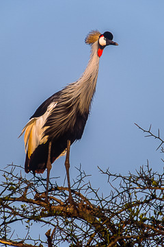 AF-B-01         Crowned Crane, Masai Mara NP, Kenya