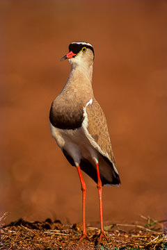 LE-AF-B-01         Crowned Plover At Kruger National Park, South Africa