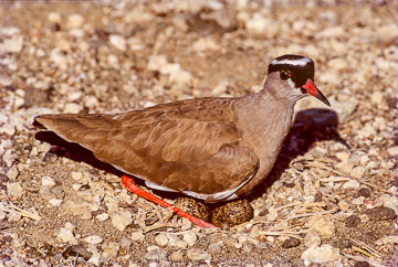 AF-B-02         Crowned Plover Protecting Eggs, Kruger NP, South Africa