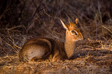 AF-M-01         Damara Dik-Dik Resting, Samburu National Reserve, Kenya