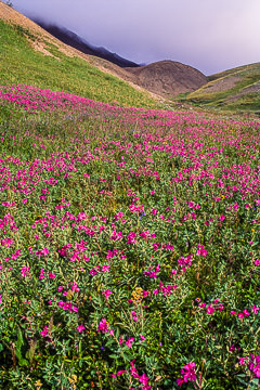LE-AM-LA-01         Flowering Field, Denali National Park, Alaska