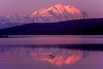 LE-AM-LA-16         Waterfowl At Wonder Lake, Denali National Park, Alaska