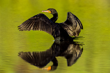 LE-AM-B-11         Double-Breasted Cormorant, J.N. Ding Darling NWR, Florida