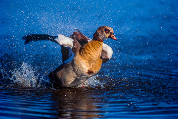 LE-AF-B-03         Egyptian Goose Bathing, Sunset Dam, Kruger NP, South Africa