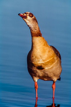 AF-B-02         Egyptian Goose, Kruger NP, South Africa