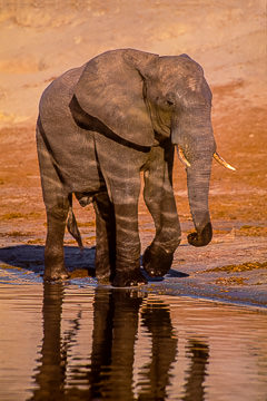 LE-AF-M-21&nbsp;&nbsp;&nbsp;&nbsp;&nbsp;&nbsp;&nbsp;&nbsp; Elephant Walking The River Edge, Chobe National Park, Botswana 