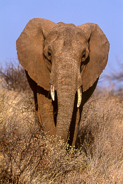 AF-M-101         Bull Elephant, Kruger National Park, South Africa